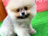 Güzelli̇ği̇ İle Beğeni̇ Toplayan Pomerani̇an Yavrumuz