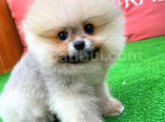 Güzelli̇ği̇ İle Beğeni̇ Toplayan Pomerani̇an Yavrumuz