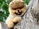 Showmen Köpek Lesi̇