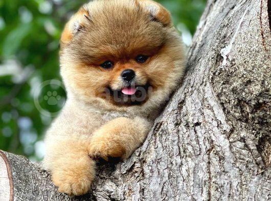 Showmen Köpek Lesi̇