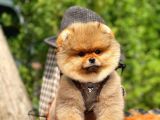 Showmen Köpek Lesi̇