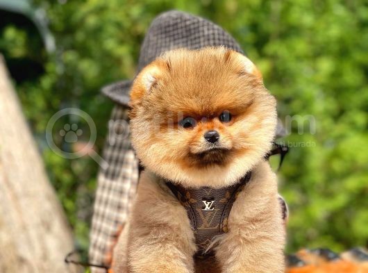 Showmen Köpek Lesi̇ görsel