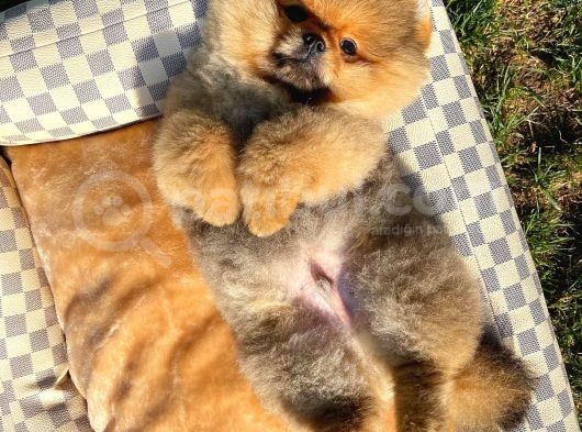 Showmen Köpek Lesi̇ görsel