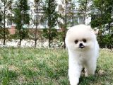 Show Kali̇tede Di̇şi̇ Pomerani̇an Yavrusu