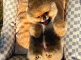 Showmen Köpek Lesi̇