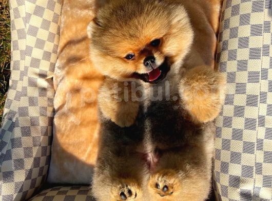 Showmen Köpek Lesi̇ görsel