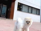 Show Kali̇tede Di̇şi̇ Pomerani̇an Yavrusu