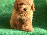 SCRLİ ORJİNAL TOY POODLE