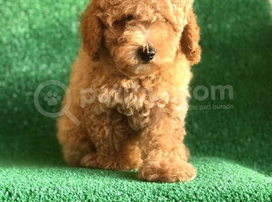Scrli̇ Orji̇nal Toy Poodle