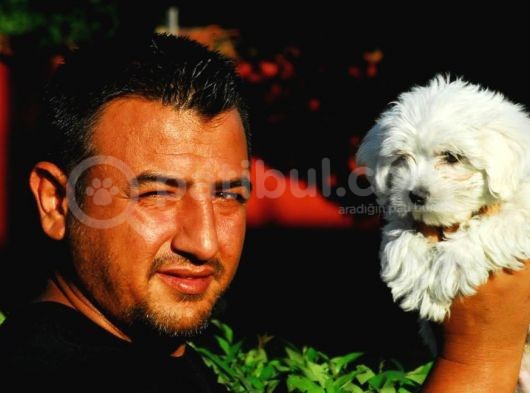 Maltese Terrier görsel