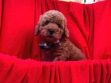 Red Brown Toy Poodle
