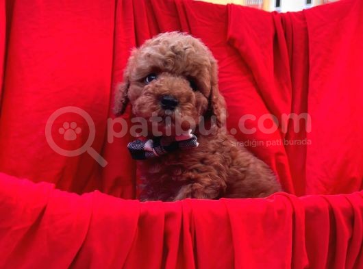 Red Brown Toy Poodle görsel