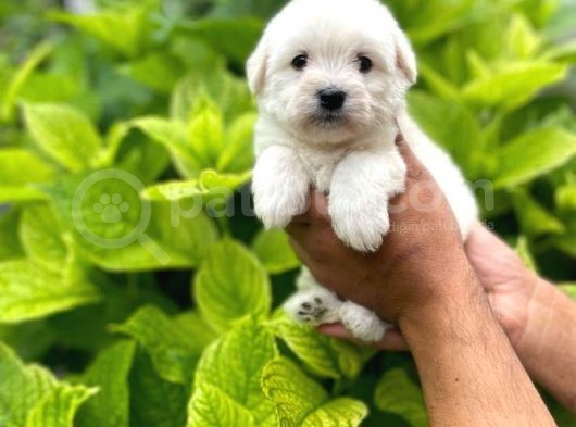 Yakişikli Maltese Terri̇er görsel