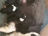 Satılık Border Collie Yavrusu