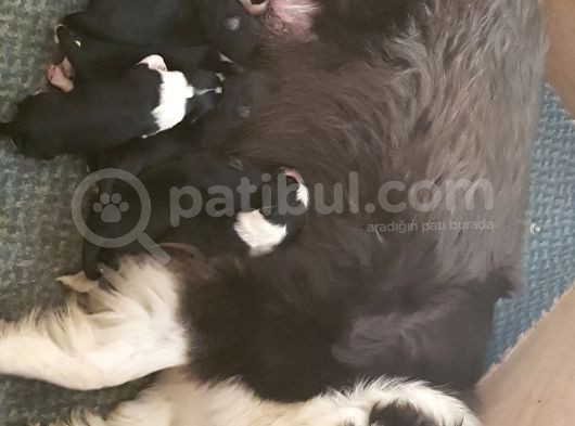 Satılık Border Collie Yavrusu görsel
