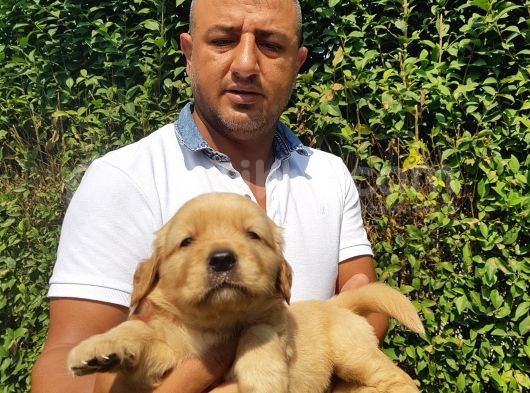 Golden Yavruları görsel