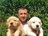 Golden Yavruları