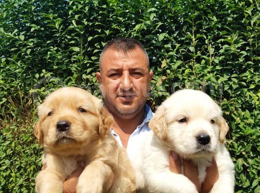Golden Yavruları görsel