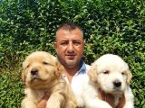 Golden Yavruları