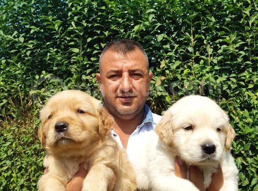 Golden Yavruları