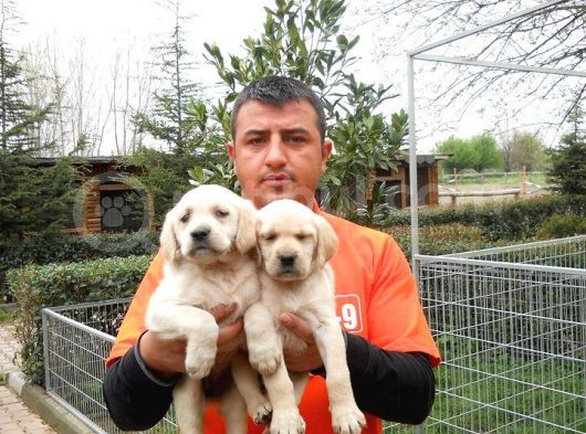 Satılık Labrador Yavru Köpek