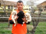 Satılık Labrador Yavru Köpek