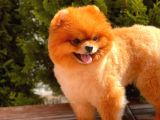 1,5 Yaşında Erkek Pomeranian Boo