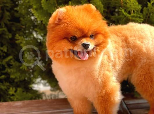 1,5 Yaşında Erkek Pomeranian Boo görsel