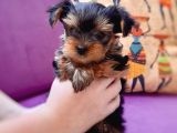 Teacup Yorkshire Terrier