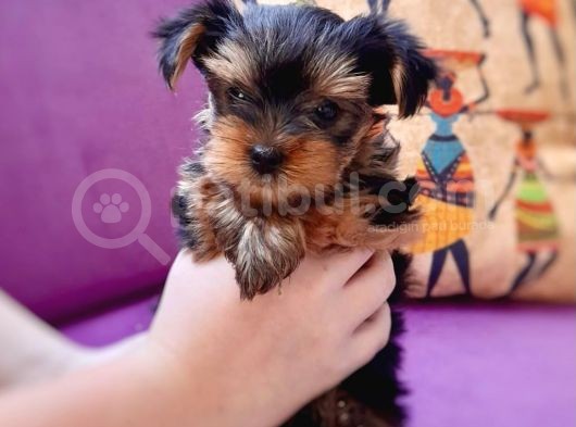 Teacup Yorkshire Terrier