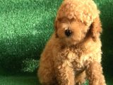 Scrli̇ Orji̇nal Toy Poodle