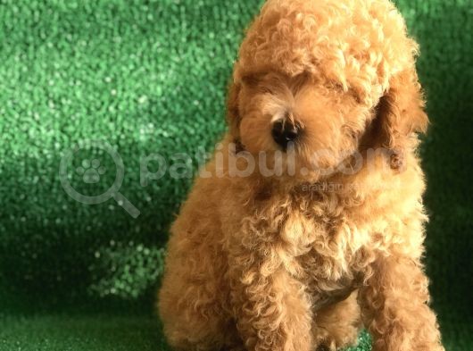 Scrli̇ Orji̇nal Toy Poodle görsel