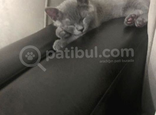 Annemin Hastalığının Çıkması Durumunda Aresi Sahiplendiriyorum Detaylar Için Wp görsel