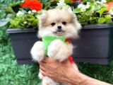 Poomerian Boo Tedy Bear