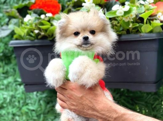 Poomerian Boo Tedy Bear görsel