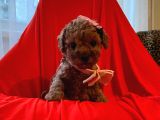 Red Brown Toy Poodle 
