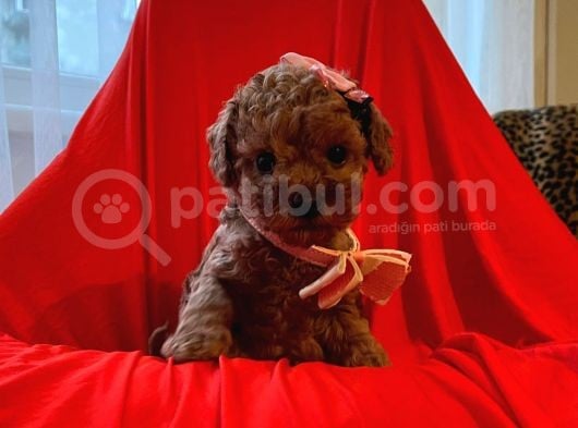 Red Brown Toy Poodle  görsel