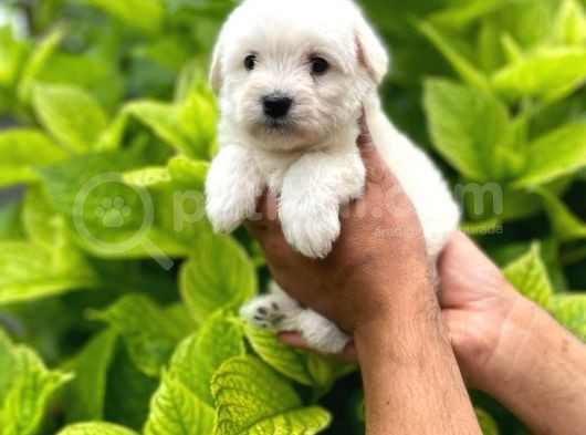 Yakişikli Maltese Terri̇er görsel