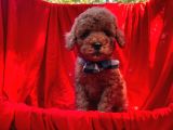 Red Brown Toy Poodle