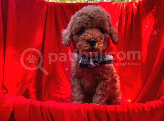 Red Brown Toy Poodle görsel