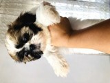 Shıhtzu Orjinal Dişi