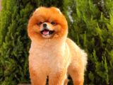 1,5 Yaşında Erkek Pomeranian Boo