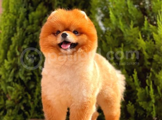 1,5 Yaşında Erkek Pomeranian Boo görsel