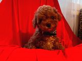 RED BROWN TOY POODLE 