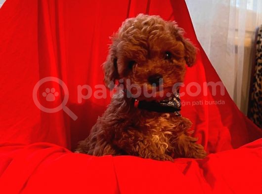 Red Brown Toy Poodle 