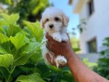 Sevi̇mli̇ Malti̇po Yavru