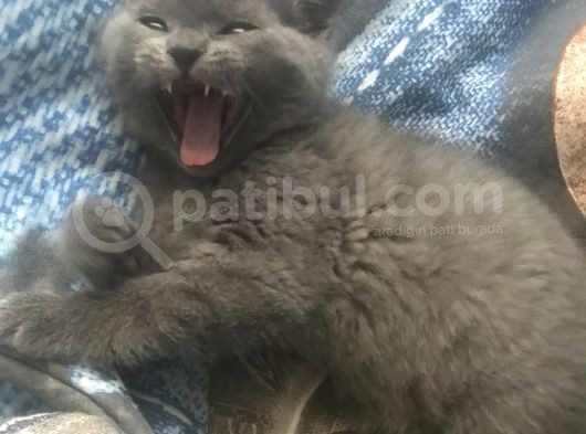 Annemin Hastalığının Çıkması Durumunda Aresi Sahiplendiriyorum Detaylar Için Wp görsel