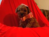 RED BROWN TOY POODLE 