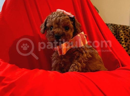 Red Brown Toy Poodle 