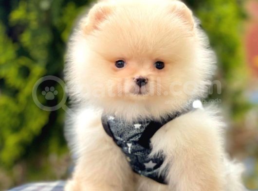 Teddy Bear görsel